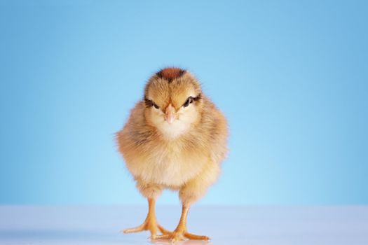 little chick looks at us with his little eyes