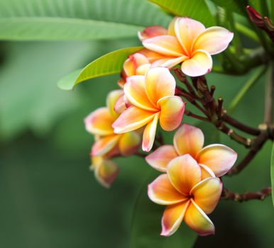 Orange frangipani flowers with leaves in background