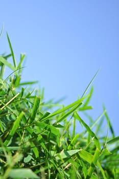 Green leaf with blue sky