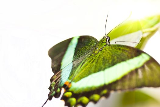 Green butterfly isolated on white background