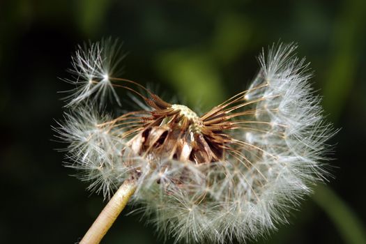 Summer dandelion. Close-up.