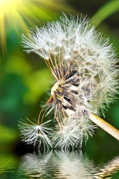 Summer dandelion. Close-up.