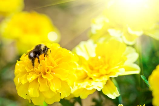The bee on yellow flower. Macro.