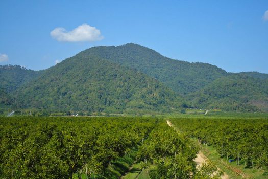 Orange groves and mountain backdrop