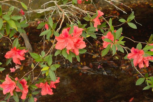 Rose millennium ( Rhododendron arboreum subsp. delavayi),Phukradung National Park, Thailand.The stems are thick. Be found from the area. The cold. And high humidity. Thailand found at Phukradung National Park, Doi Inthanon National Park, one from the height above sea level, 1,250 feet up to the flower as a flower bouquet at 4-12 flowers bloom in the winter months between December and February led Alliance., And is considered a national tree of Nepal.