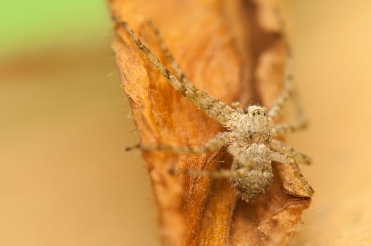 Spider - Philodromus