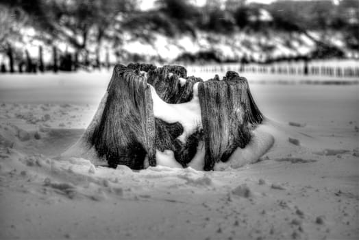 Picture of tree stump in the snow