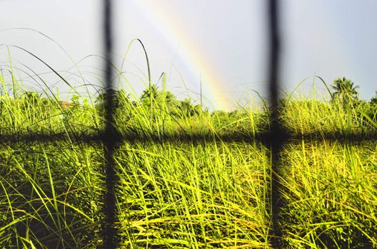 Part of rainbow over grass after a rainfall