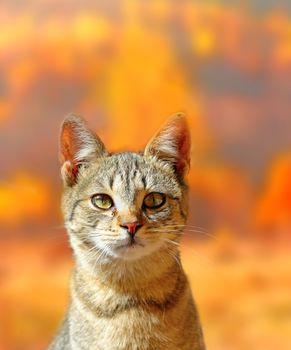 portrait of a young cat over beautiful colors of forest in fall
