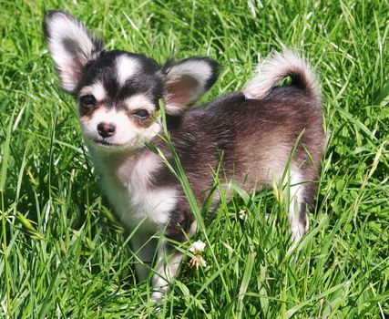 Close up shot of a 4 month old Chihuahua pup called Bonny posing in grass
