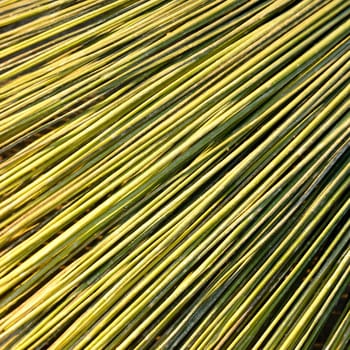 the green stalk of plant background.