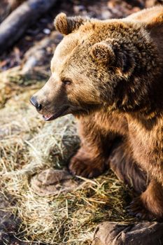 Brown bear