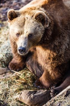 Brown bear