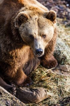 Brown bear