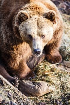 Brown bear