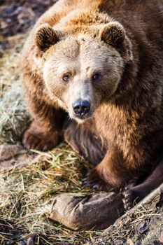 Brown bear