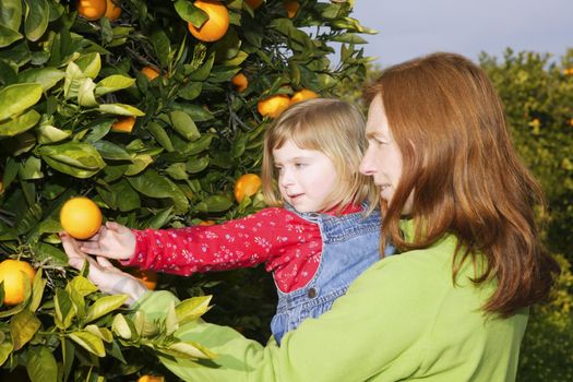 mother showing little girl daughter orange tree fruit harvest