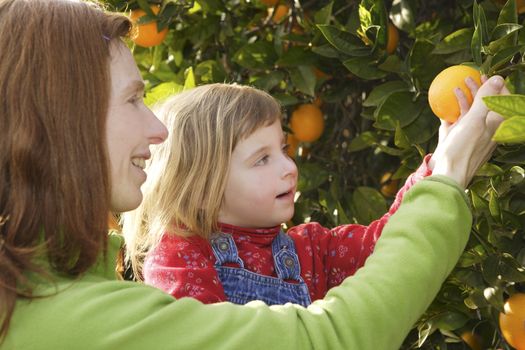 mother showing little girl daughter orange tree fruit harvest