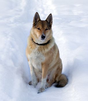 Laika the dog against the white snow
