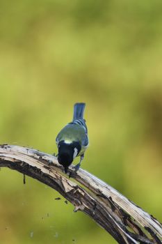 a great tit (Parus major), when foraging