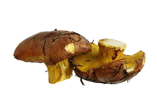 Two freshly harvested wild mushrooms isolated on white background