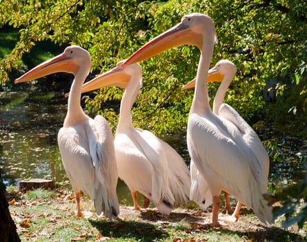 White Pelicans bird in water lake