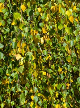 branch of birch background autumn