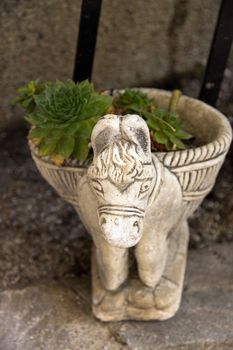 Cactus in flowerpot flower pot of form burro