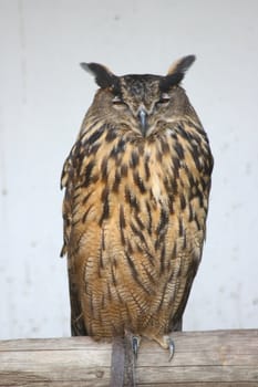 a sleeper, adult eagle owl (Bubo bubo)