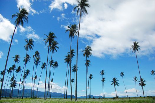 Palms mountain view, Magarida village, Papua New Guinea