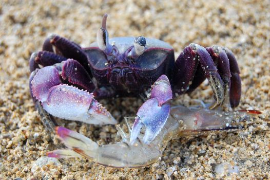 Crab with prawn on the beach of South Pacific, Kingdom of Tonga