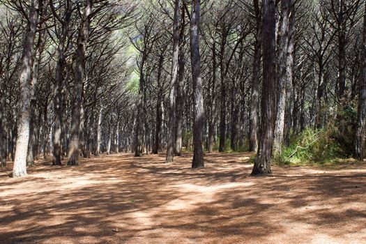 Stone Pine forest, Tuscany