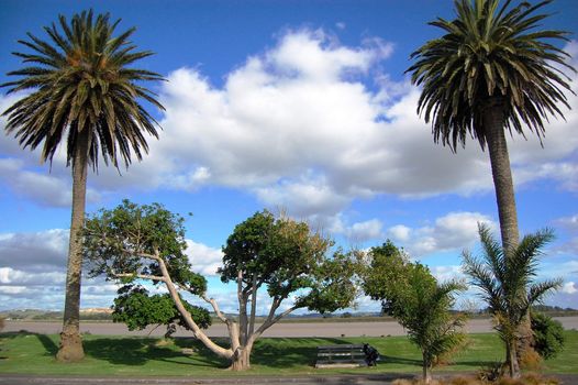 Palms at town park, Dargaville, New Zealand