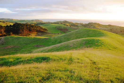 Green hills rural area, Dargaville, New Zealand