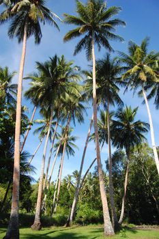 Palm forest at Papua New Guinea