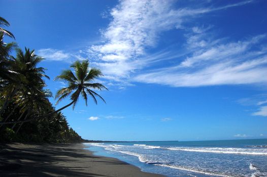 Palms at sand beach, Papua New Guinea