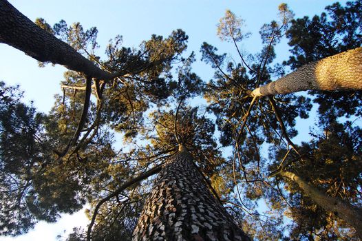 Pine trees bottom view, New Zealand