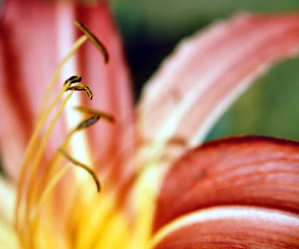 close up of a lily, shallow dof