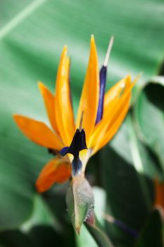 Strelitzia, Crane Flower or Bird of Paradise flower