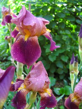 Purple iris flower with water droplets in a garden
