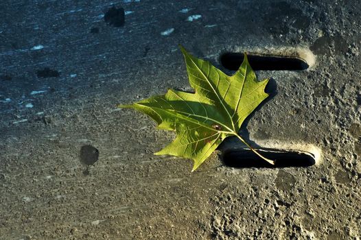 Fallen leaf on sidewalk