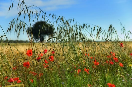 Close up of poppies in a field with tree in the background