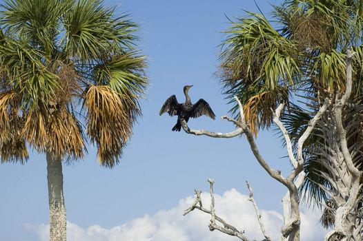 A cormorant dries his wings on Seahorse Key, near Cedar Key, Florida in the Gulf of Mexico.