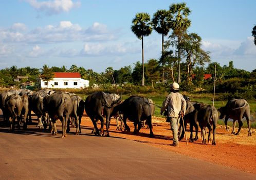 Boy herding buffalos, on the road back from the killing fields to Phnom Penh, Cambodia.