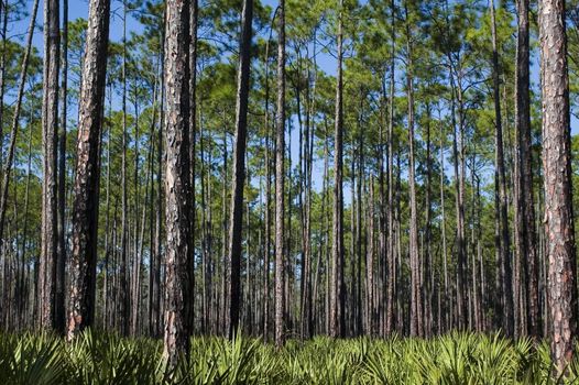 Planted pines and a saw palmetto understory.