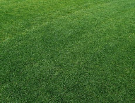 A perfectly manicured baseball field's turf.