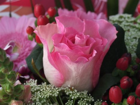 close up of a pink and white rose