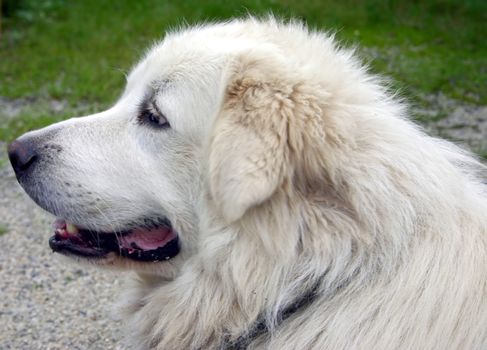 portrait of a  Great Pyrenees dog