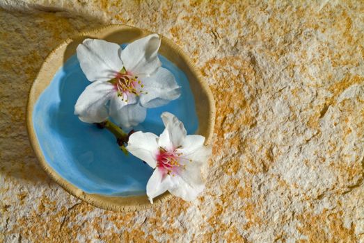 almond flowers in a small bowl on stone background