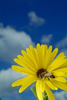 clos-up of a Bee on a yellow flower against blue sky with clouds